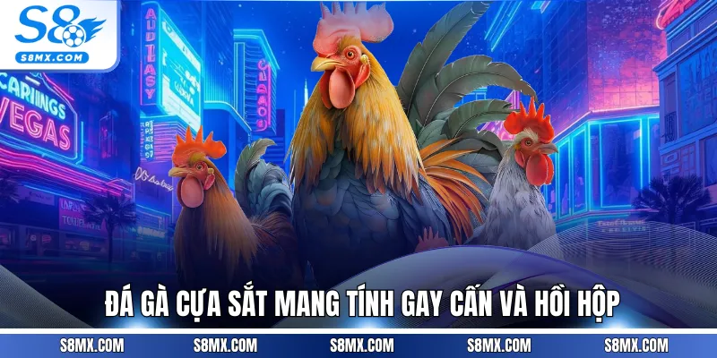 Đá gà cựa sắt mang tính gay cấn và hồi hộp 