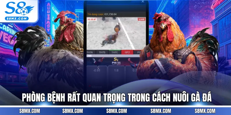 Phòng bệnh rất quan trọng trong cách nuôi gà đá