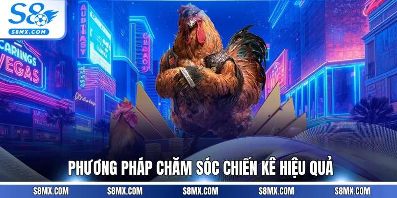 Phương pháp chăm sóc chiến kê hiệu quả