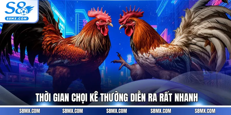 Thời gian chọi kê thường diễn ra rất nhanh